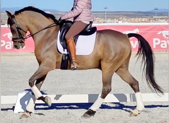 Hispano-arabier, Ruin, 10 Jaar, 159 cm, Bruin