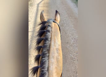 Hispano-arabier, Ruin, 10 Jaar, 159 cm, Bruin