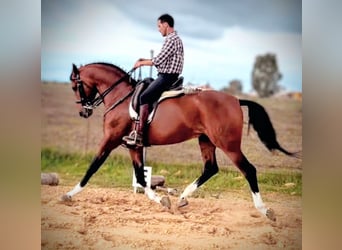 Hispano-arabier, Ruin, 10 Jaar, 162 cm, Bruin