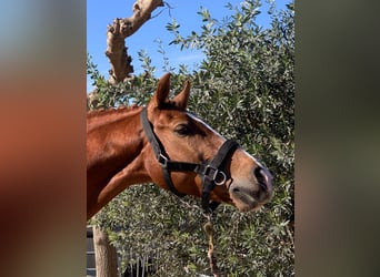 Hispano-arabier, Ruin, 11 Jaar, 158 cm, Vos