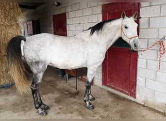 Hispano Araber, Wallach, 11 Jahre, 160 cm, Schimmel