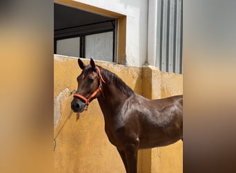 Hispano-arabier, Ruin, 11 Jaar, 162 cm, Vos