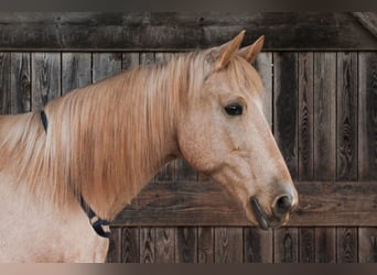 Hispano-arabier, Ruin, 12 Jaar, 150 cm, Palomino