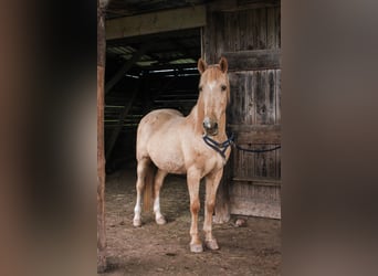 Hispano-arabier, Ruin, 12 Jaar, 150 cm, Palomino