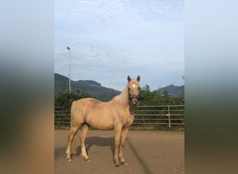 Hispano-arabier, Ruin, 12 Jaar, 150 cm, Palomino
