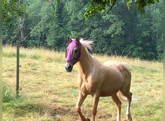 Hispano-arabier, Ruin, 12 Jaar, 150 cm, Palomino
