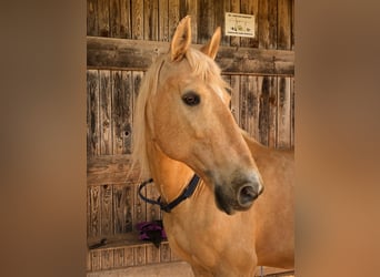 Hispano-arabier, Ruin, 12 Jaar, 150 cm, Palomino