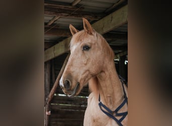 Hispano-arabier, Ruin, 12 Jaar, 150 cm, Palomino