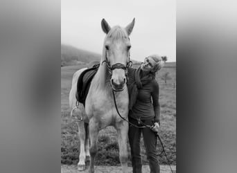 Hispano-arabier, Ruin, 12 Jaar, 150 cm, Palomino
