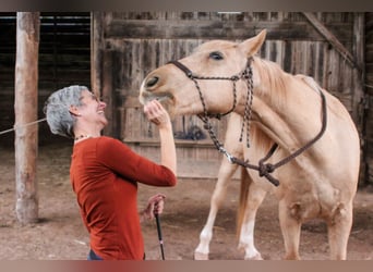 Hispano-arabier, Ruin, 12 Jaar, 150 cm, Palomino