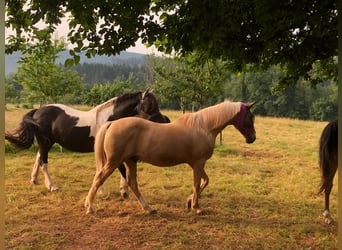 Hispano-arabier, Ruin, 12 Jaar, 150 cm, Palomino
