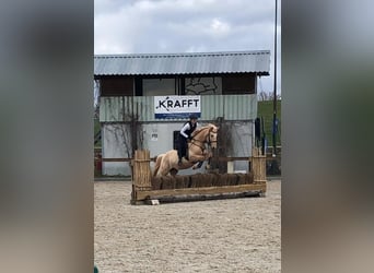 Hispano-arabier, Ruin, 12 Jaar, 150 cm, Palomino