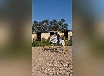 Hispano-arabier, Ruin, 16 Jaar, Schimmel