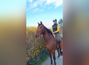 Hispano-arabier, Ruin, 18 Jaar, Bruin