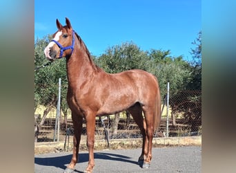Hispano-arabier, Ruin, 3 Jaar, 155 cm, Vos