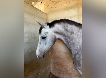 Hispano-arabier, Ruin, 3 Jaar, 160 cm, Appelschimmel