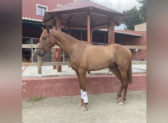 Hispano-arabier, Ruin, 3 Jaar, 163 cm, Vos
