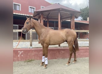 Hispano-arabier, Ruin, 3 Jaar, 163 cm, Vos