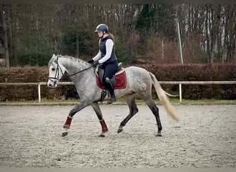 Hispano-arabier, Ruin, 4 Jaar, 154 cm, Schimmel