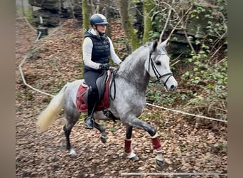 Hispano-arabier, Ruin, 4 Jaar, 154 cm, Schimmel