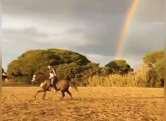 Hispano-arabier, Ruin, 4 Jaar, 160 cm