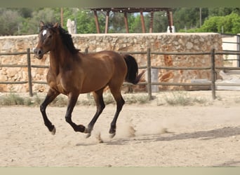 Hispano-arabier, Ruin, 5 Jaar, 153 cm, Lichtbruin