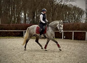Hispano-arabier, Ruin, 5 Jaar, 154 cm, Schimmel