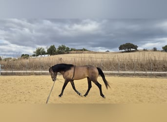 Hispano-arabier, Ruin, 5 Jaar, 163 cm, Brown Falb schimmel
