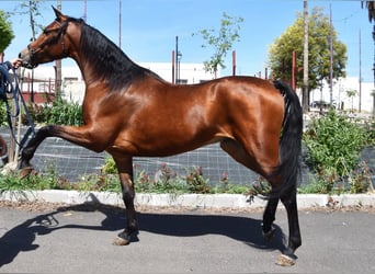 Hispano-arabier, Ruin, 5 Jaar, 163 cm, Bruin