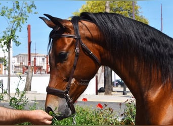 Hispano-arabier, Ruin, 5 Jaar, 163 cm, Bruin