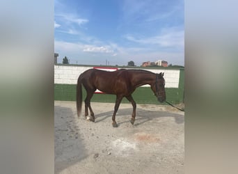 Hispano-arabier, Ruin, 5 Jaar, Vos