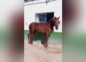 Hispano-arabier, Ruin, 5 Jaar, Vos