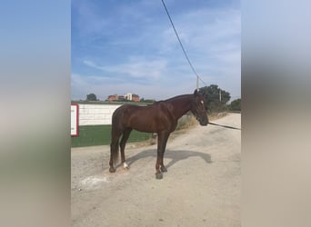 Hispano-arabier, Ruin, 5 Jaar, Vos