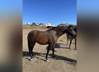 Hispano-arabier Mix, Ruin, 6 Jaar, 160 cm, Bruin