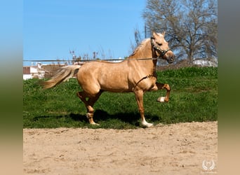 Hispano-arabier Mix, Ruin, 6 Jaar