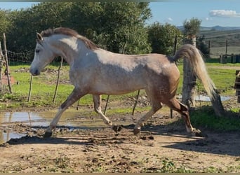 Hispano-arabier, Ruin, 7 Jaar, 156 cm