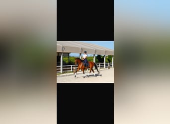 Hispano-arabier, Ruin, 7 Jaar, 163 cm, Bruin