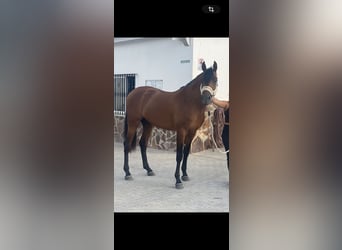 Hispano-arabier, Ruin, 7 Jaar, 165 cm, Bruin