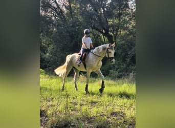 Hispano-arabier, Ruin, 9 Jaar, 162 cm, Schimmel