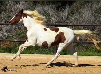 Hispano Mix, Klacz, 10 lat, 152 cm, Srokata