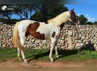 Hispano Mix, Klacz, 10 lat, 152 cm, Srokata