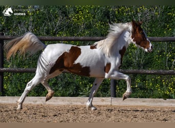 Hispano Mix, Klacz, 12 lat, 154 cm, Srokata