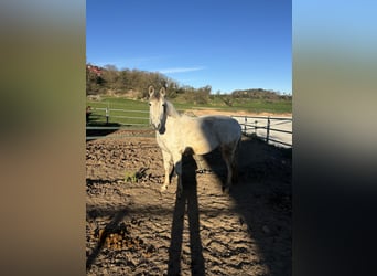 Hispano, Klacz, 15 lat, 165 cm, Siwa