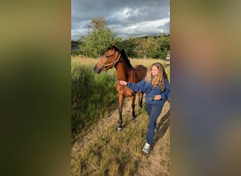 Hispano, Klacz, 4 lat, 152 cm, Gniada