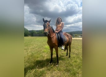Hispano, Klacz, 4 lat, 152 cm, Gniada