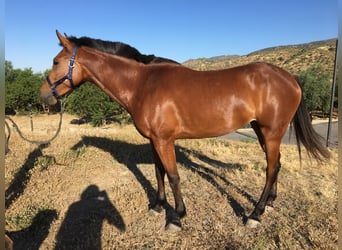 Hispano, Klacz, 4 lat, 152 cm, Gniada