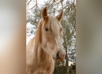 Hispano, Klacz, 5 lat, 152 cm, Izabelowata