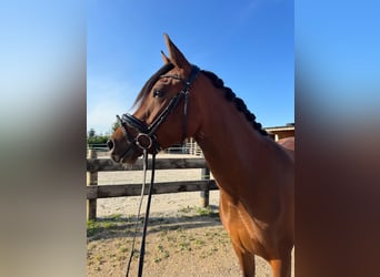 Hispano, Klacz, 5 lat, 155 cm, Gniada