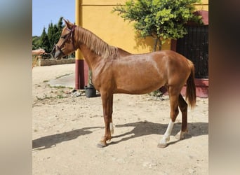 Hispano, Klacz, 5 lat, 157 cm, Kasztanowata