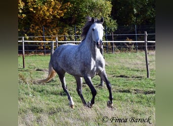 Hispano, Klacz, 5 lat, 160 cm, Siwa